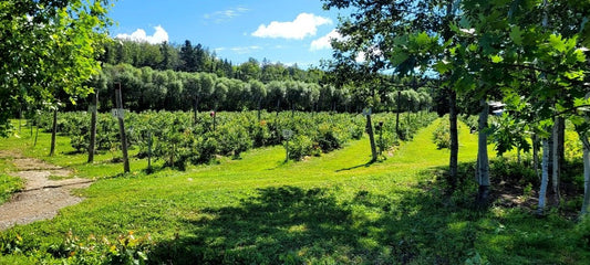 Autocueillette de bleuets aux Jardins du Témis