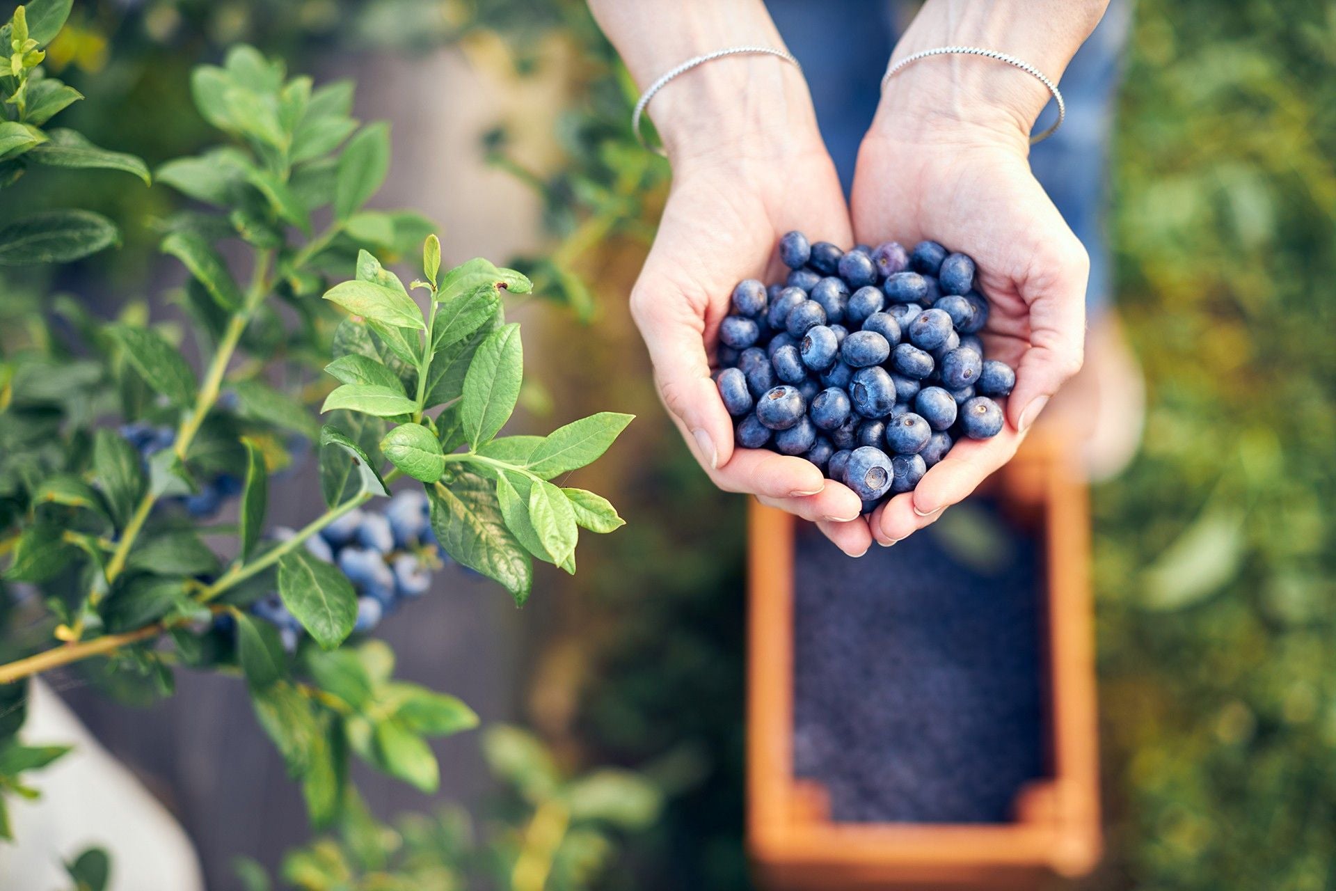 La bleuetière des Jardins du Témis